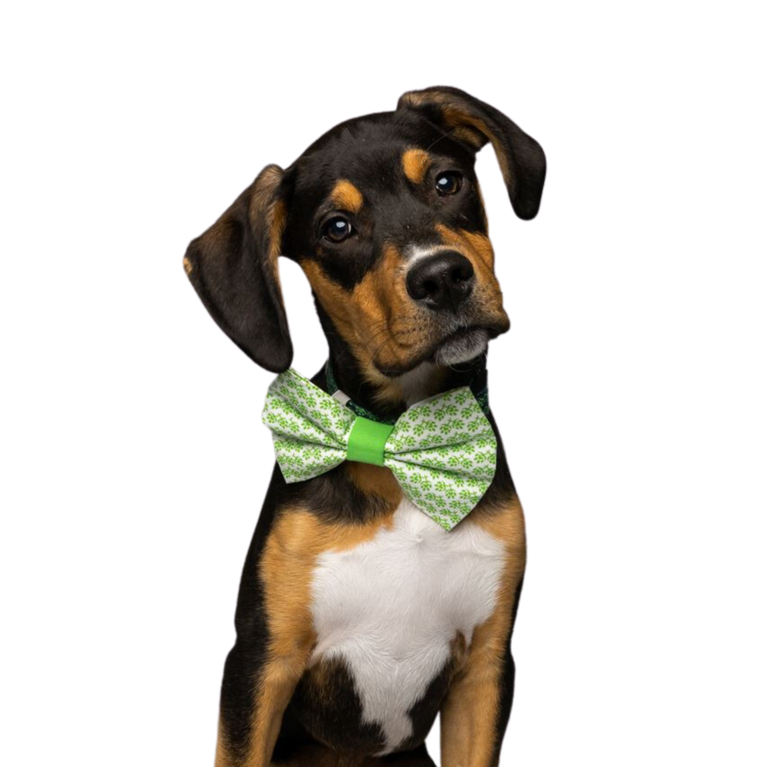 dog wearing a bowtie