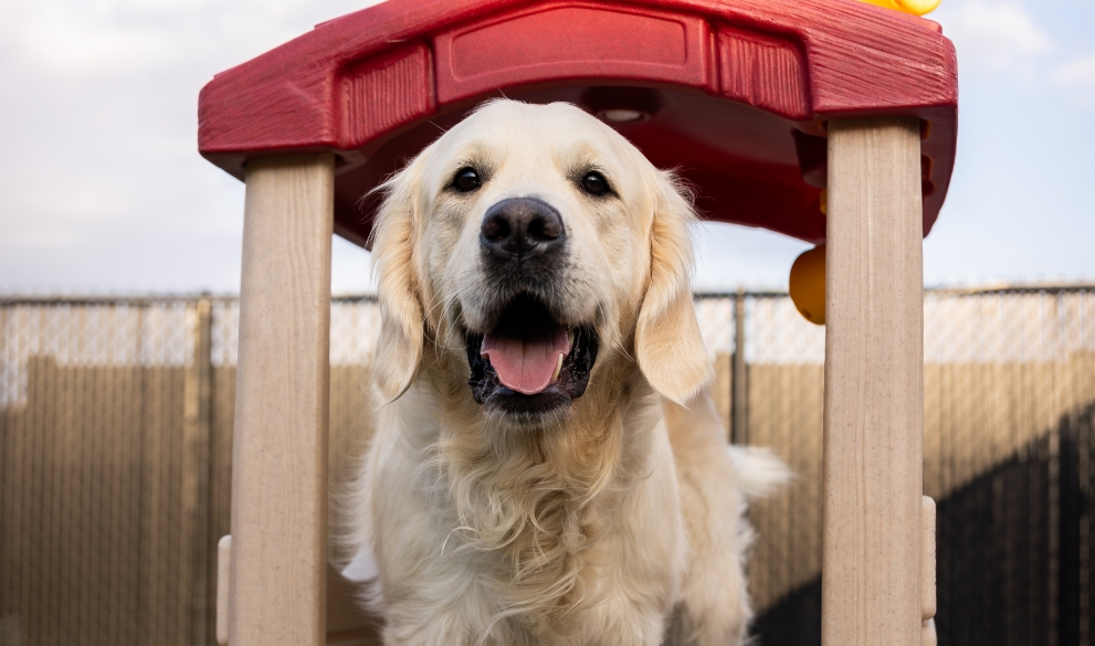 golden retriever