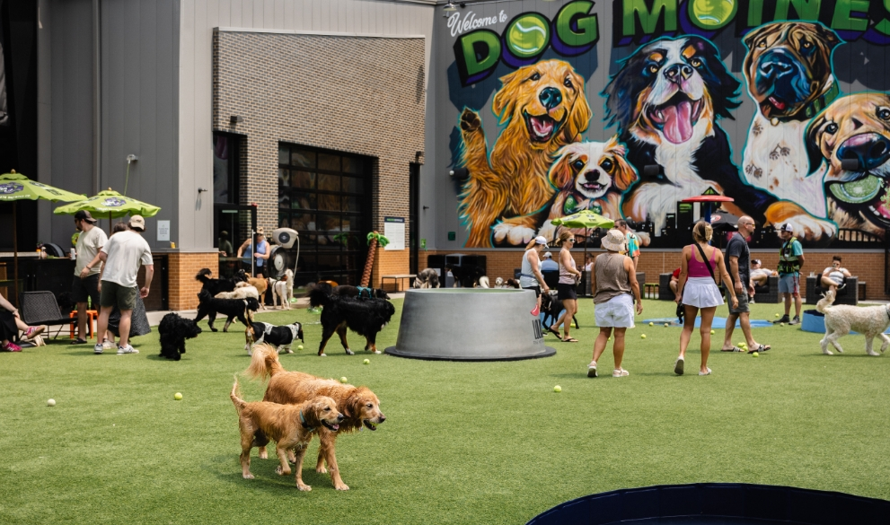 dogs playing at Paws and Pints