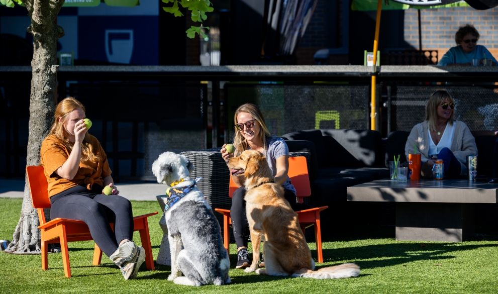 dogs and their owners playing at Paws and Pints